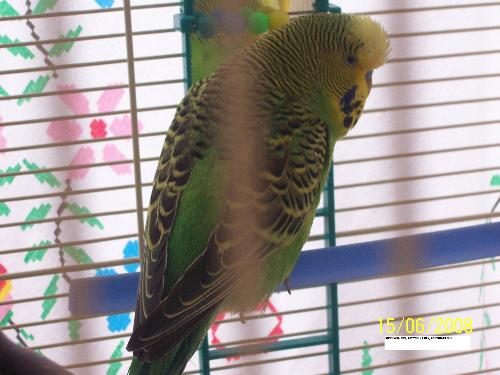 George, the cheeky little Budgie - He left me unable to speak a word, now he never shuts up!