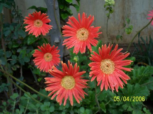 A real flower - It is a pic of a flower i love from my garden in my homw in Iraq which i leave it now and live in Egypt cos of the war
