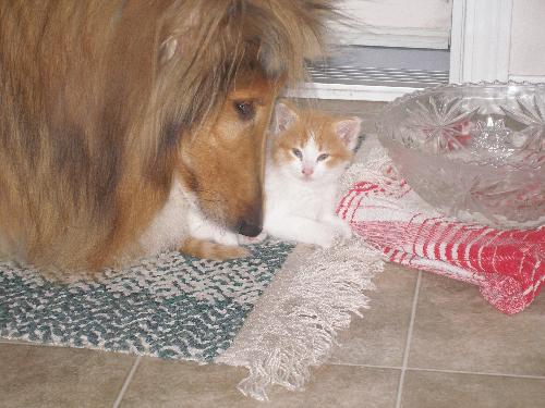 Casey and Punkin/Pumpkin - My dog and my cat together.