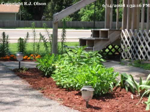 Side Flower Bed - This is my fall blooming flower bed Side Flower Bed - This is my fall blooming flower bed