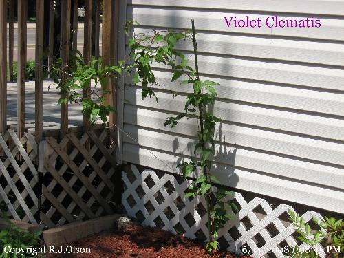 Clematis - it has gotten HUGE Clematis - it has gotten HUGE