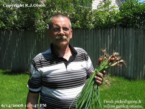 My Small Harvest - Well this is a smple of the onions I grow and pick this amount at least once a week