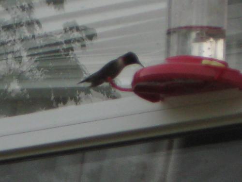 hummingbird at feeder eating nectar - hummingbird at feeder