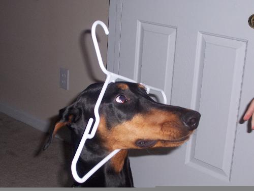 Carmen - My awesome dog Carmen, who is such a good sport!