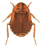 cockroach - picture of cockroach