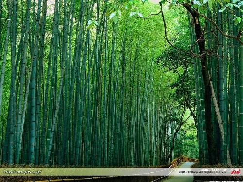 a green sea - DO you like the beautiful sea of bamboo ?