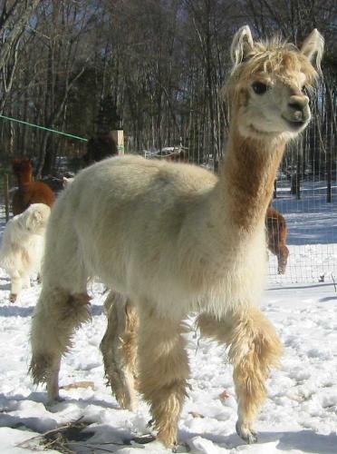Alpaca - The alpaca wool processing technique was perfected by Sir Titus Salt.