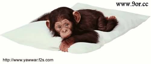 monkey - ??????????!!!!!!!!!!