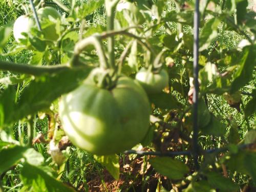 Better Boy Tomatoes - Not ripe yet, but give 'em a few days! These are from my garden this summer