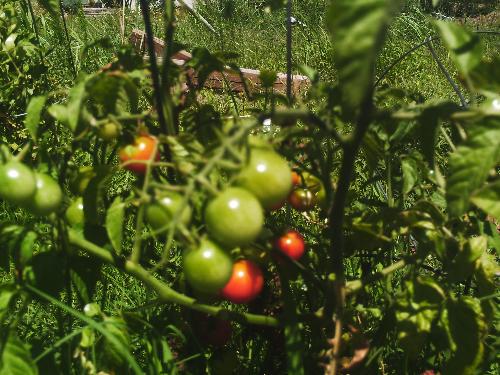 Cherry tomatoes - So sweet and delicious, they hardly ever make it back into the house. These are from this summer's crop.