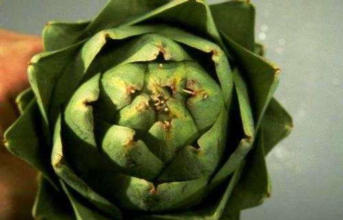 vegetables - globe artichoke.