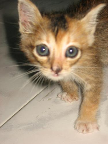 cutie kitten - ain't this cute? i found her abandoned in the street so i brought her home to take good care of her.. her name is HIrah