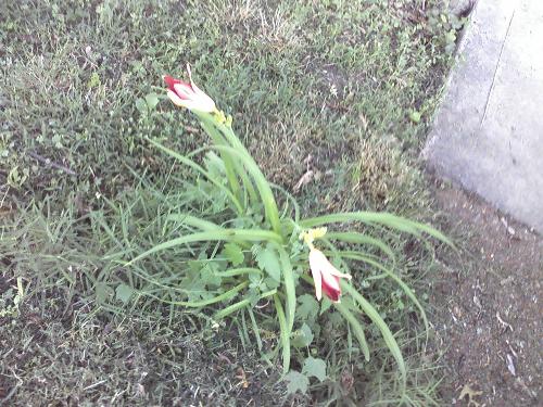 Lily - Just a lily blooming again in the yard in front of my house. Such a lonely little flower. I should plant something there.