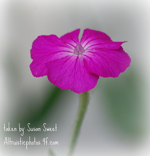 Flowers - I took this picture at Shaws Nature Reserve in Gray Summit, Missouri. Than up loaded it to my flickr account user name ssweet2323 and did the editing in picnik.  What do you all think of this picture?  www.altruisticphotos.9f.com  Sue Sweet
