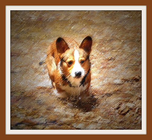 My sisters Cogri, his name is Cooper - This is a picture of my sisters Corgi (Cooper is his name) that I took while we where at the creek. Then I did some photo editing in Photoshop CS2. Pencil Color with spot light on the dog. What do you think of this photo?