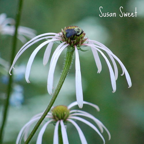Bee on Coneflower - I took this picture at Shaw's Nature Reserve. It is a bee going from flower to flower collecting pollen. I took it using a Nikon D40 with a 55/200mm lens. I love taking nature shots, and would love to know what you think of this photo.