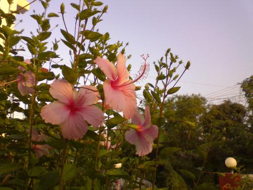 hibiscus - this is a hibiscus flower, also known as he shoe flower, shot by me right out of my garden