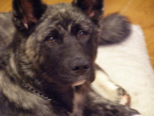 Shilo - She is 4 and a half months old and weighs 45+ pounds.