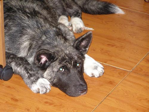 shilo - She is going to be one big dog.