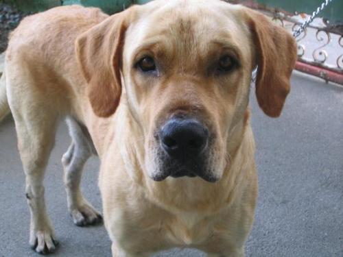 my baby potpot - My baby yellow Labrador who loves to eat bread.