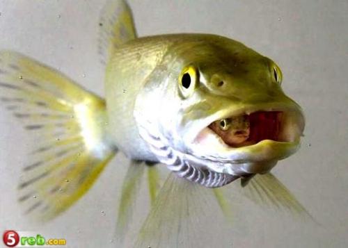 Fish kept baby fish in his mouth - rare pic a rare fish pic.. baby fish resides in big fish.