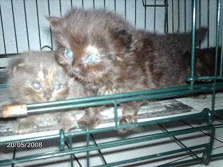 my new cat - i just adopt new cat and in the next 2-3 months, he will be new company for my sheilla :)