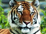 gaint - tiger