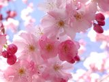 flower - nature