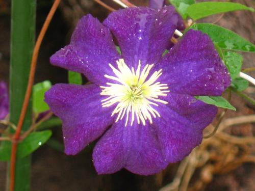 Last Years Clematis - Deep purple