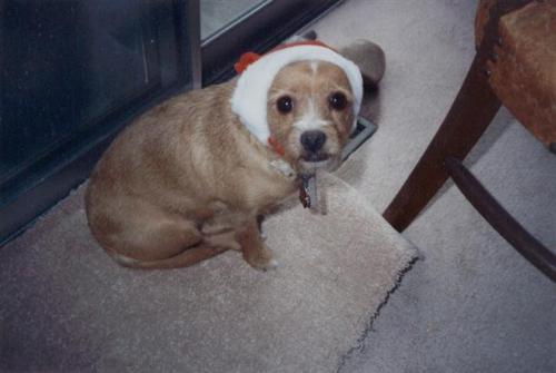 puppies, dogs, furry friends, furry canines, pets, - puppies, dogs, furry friends, furry canines, pets, animals, Alli