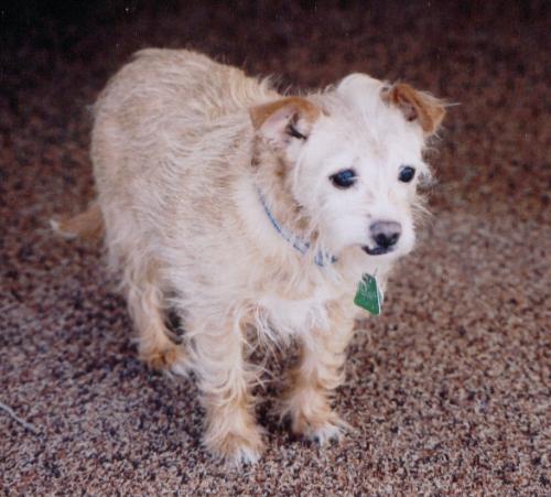 puppies, dogs, furry friends, furry canines, pets, - puppies, dogs, furry friends, furry canines, pets, animals, Alli