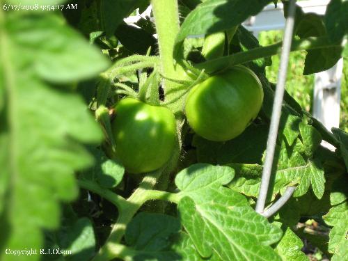Beef Steak tomatoes - A couple of the many tomatoes that are growing finally