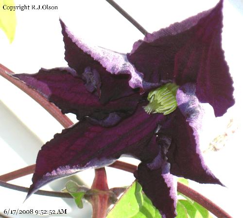 Cleamtis - My Violet Cleamtis starting to open up Cleamtis - My Violet Cleamtis starting to open up