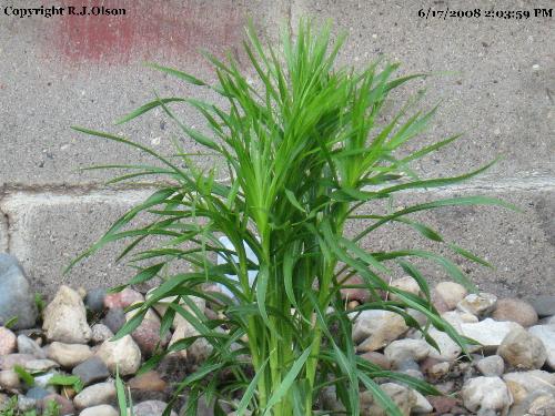 Unknown - trying to find out what type of plant this is