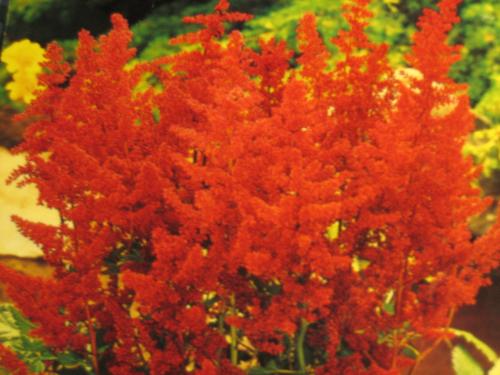 Astilibe - fully bloomed