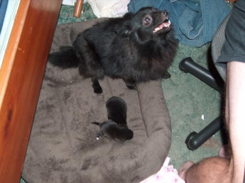 Lady and her babies - This is a photo of Lady and her newest babies in their new bed that my husband and I made.