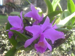 cattleya - This orchid bloomed on the day that I left to go to cdo. It has a rich hue and very saturated color.