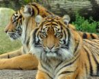 tigers - Cute tigers