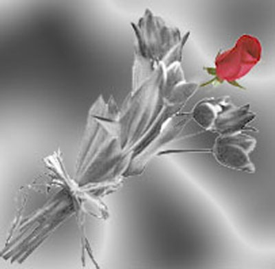roses - Lovely roses for a romantic person