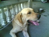 My potpot - My yellow Labrador