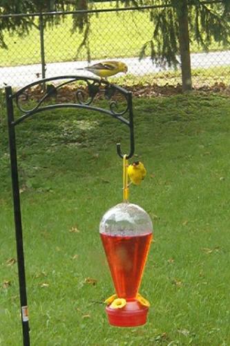 Two Goldfinch  - I think these two little goldfinch really want to be hummingbirds.