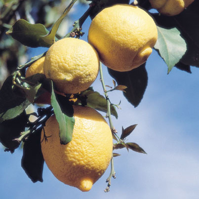 Lemon - Lemon..