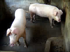 cleaning the pig-pen - pigs will be pigs! eat like a pig, act like a pig!