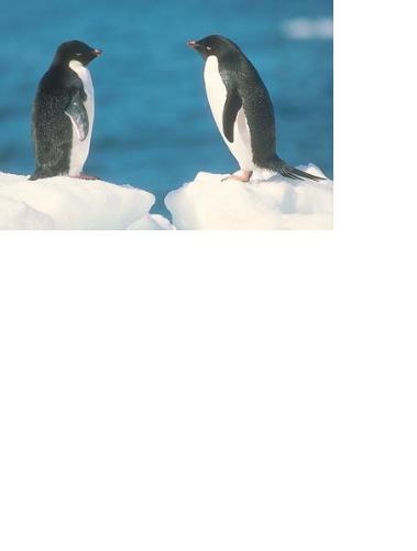making new friends - Two penguins just chilling :) Everyone needs a friend. Keep making new friends and you're life will get happier.