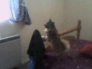 Me, Gissi - Gissi Looking Me, Gissi - Gissi Looking