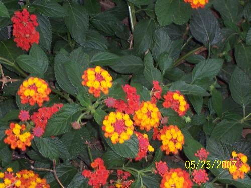 Lantana - My Lantana bush