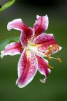Stargazer Lily - This is my favorit flower. I have a tattoo of this flower on my are, there is also a calla lily in my tattoo too.