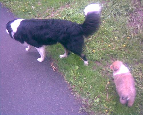 Elmo and Leo - Elmo and Leo, Leo our older dog runs away from Elmo and is very shy, while Elmo is very interested in Leo
