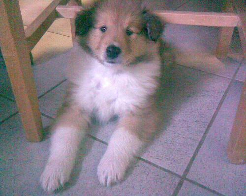 Elmo under a chair - Elmo is under my chair looking at what i'm doing, so easy to get a picture from him :)