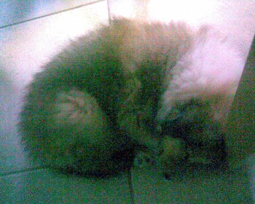 Elmo sleeping - Elmo is tired and went sleeping next to my chair, he was dreaming and i left him there to sleep.